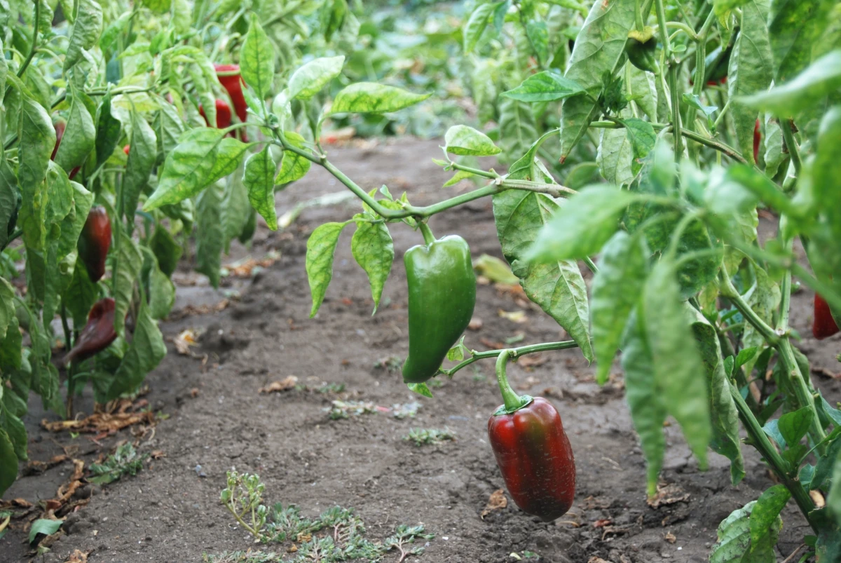 how to prune pepper plants pruning pepper plants