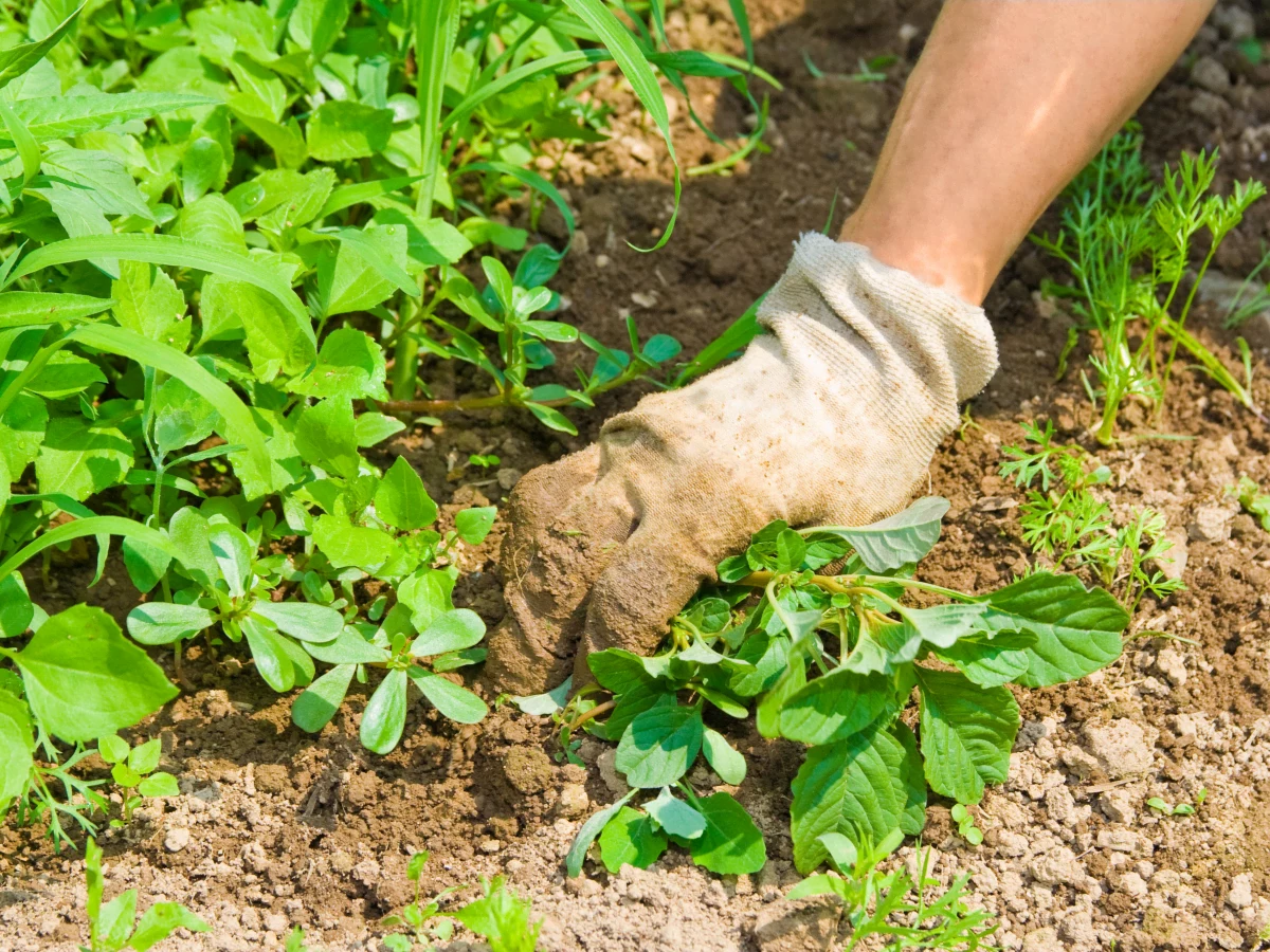 how to save water when watering plants