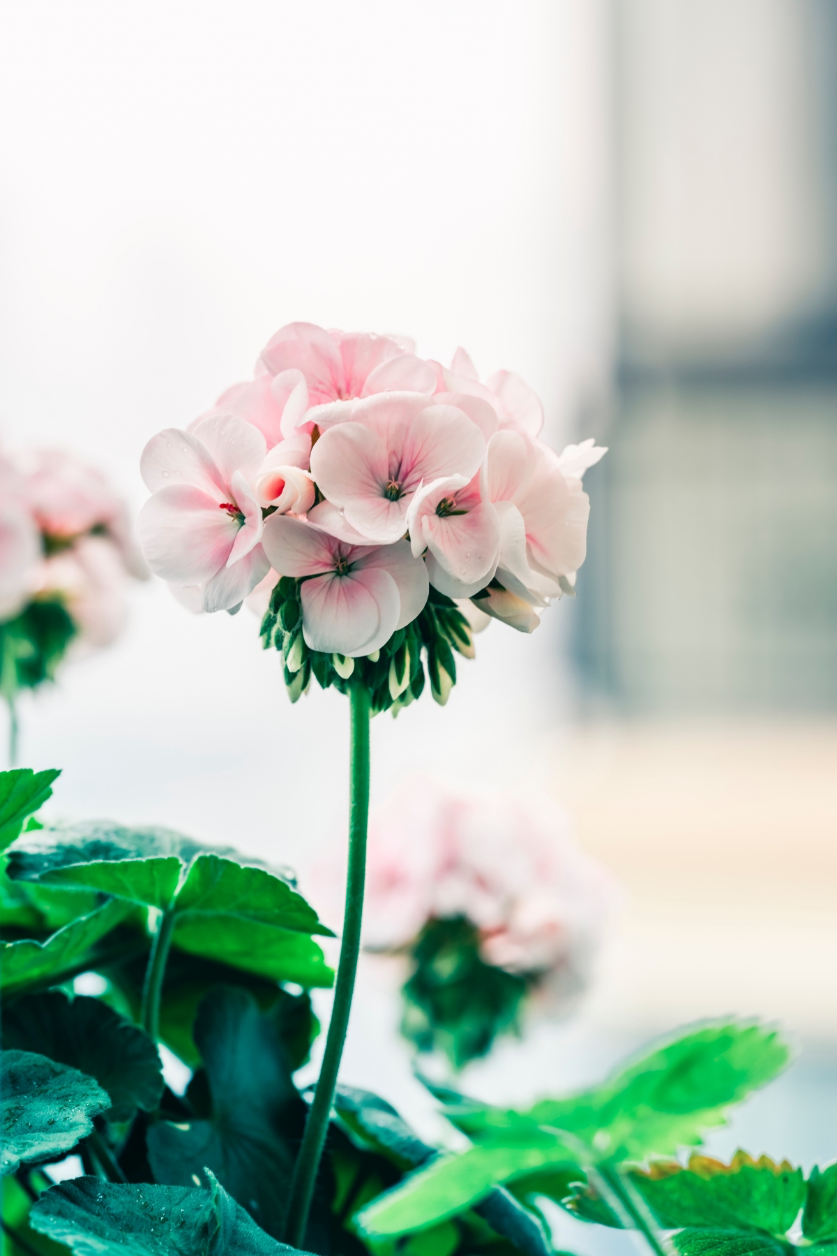 how to take care of geraniums in summer