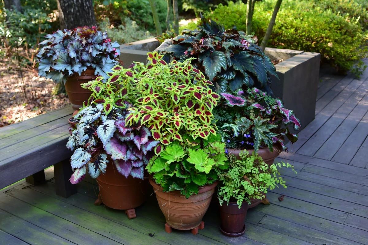 how to water plants while away pots together in shady place