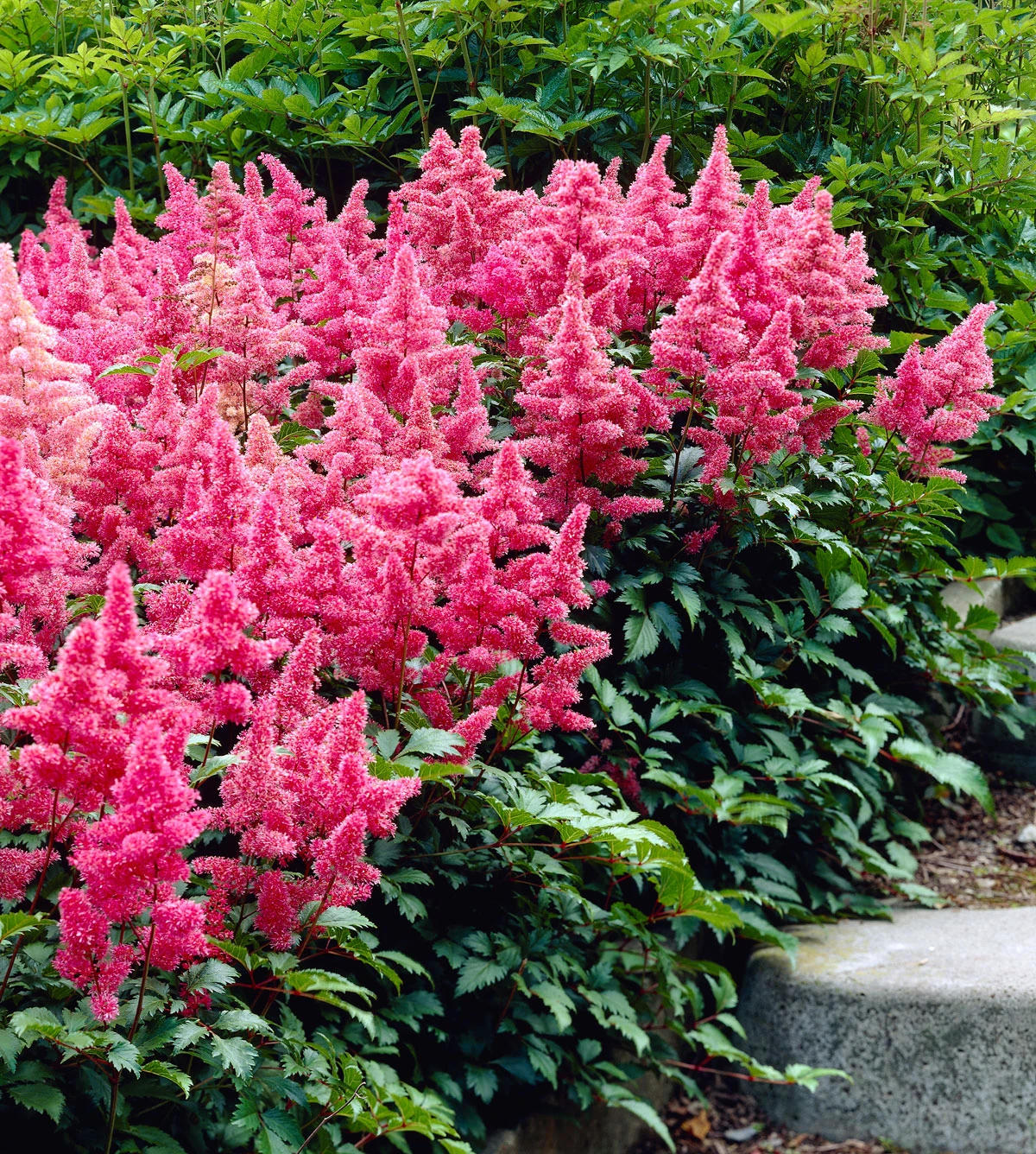 hydrangea companion plants lush pink astilbe