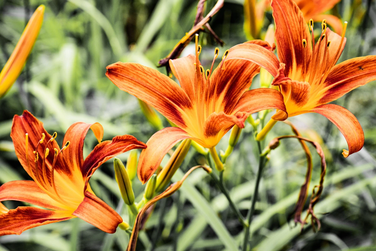 hydrangea companion plants orange day lilies