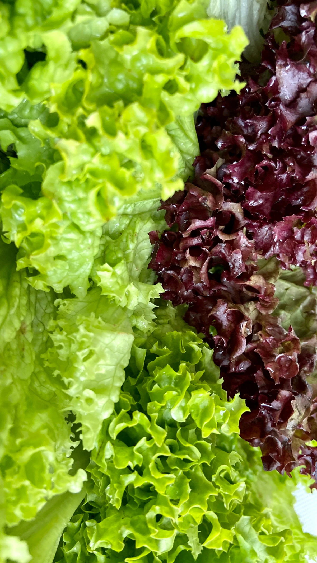 hydrating foods lettuce green and purple