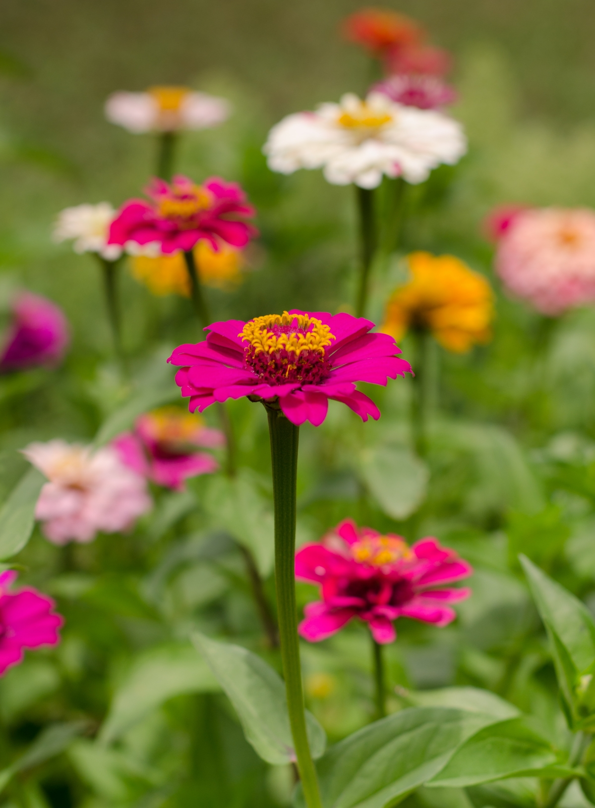 july flowers to plant