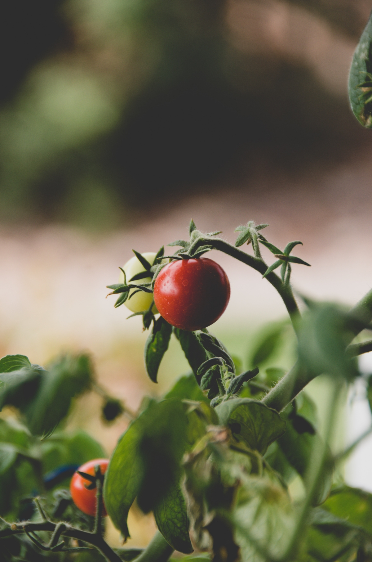 july garden planting