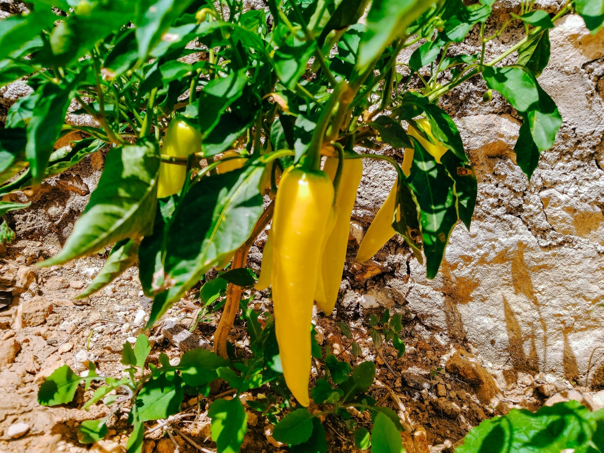 july gardening fruits vegetables