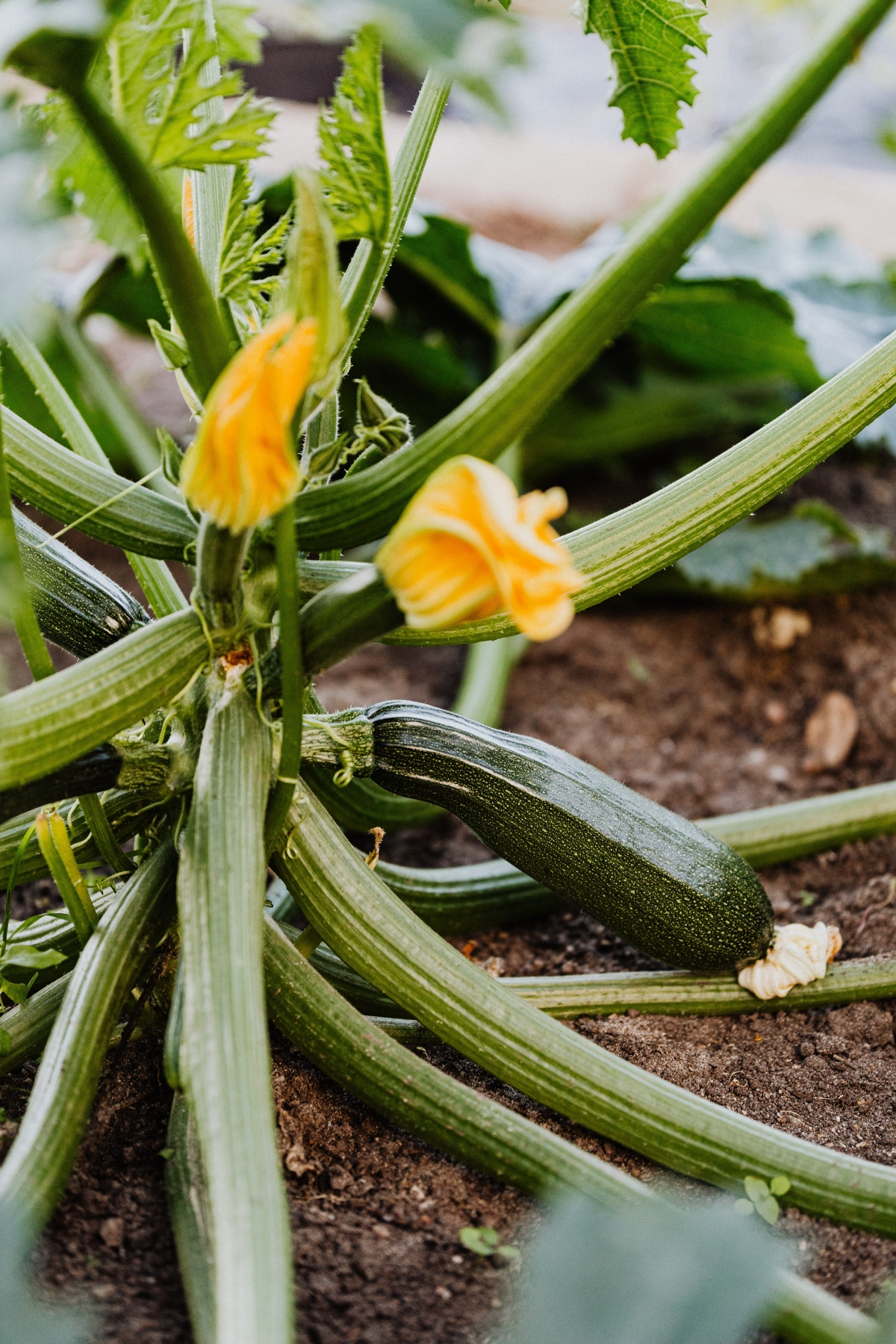 late july vegetable planting