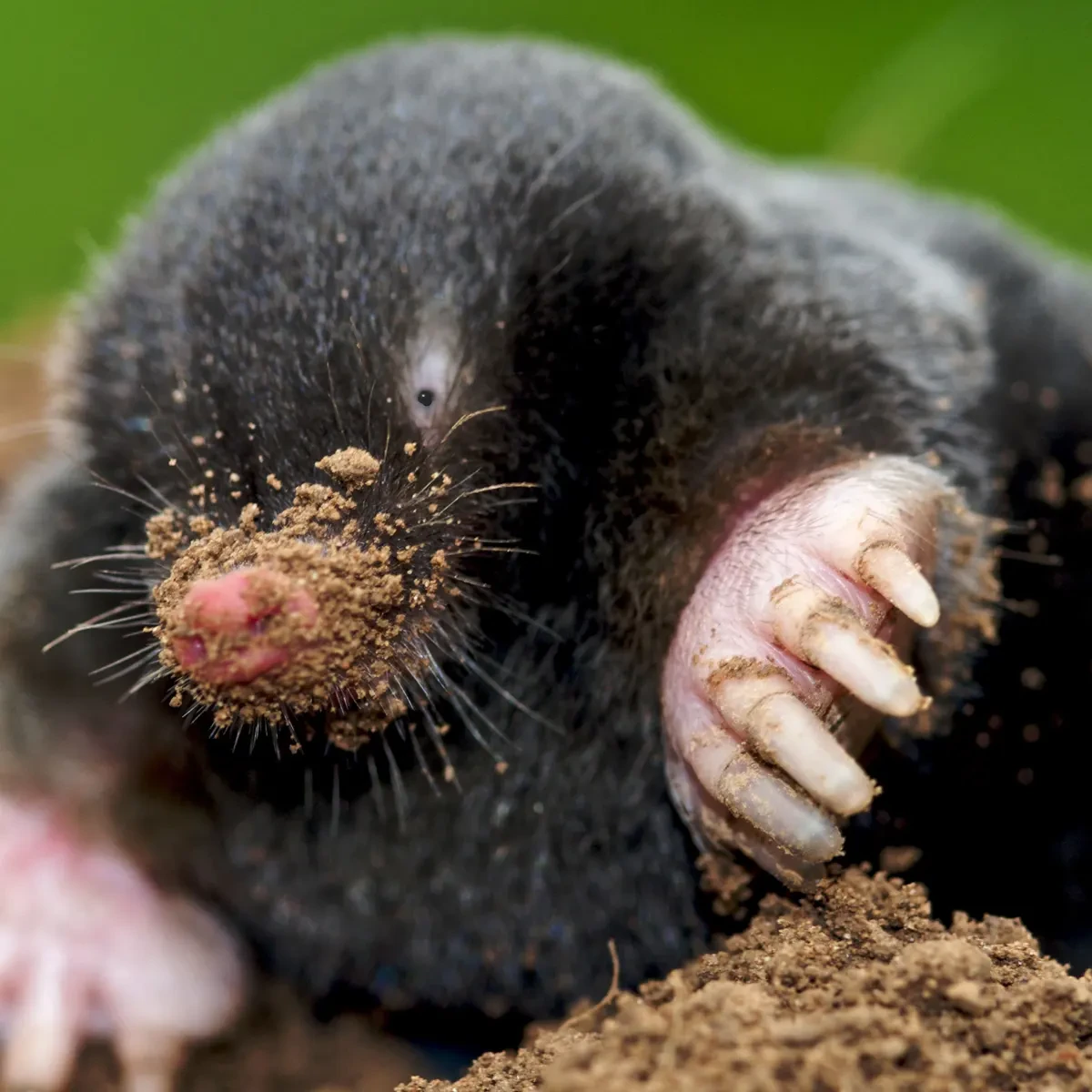 mole up close brown