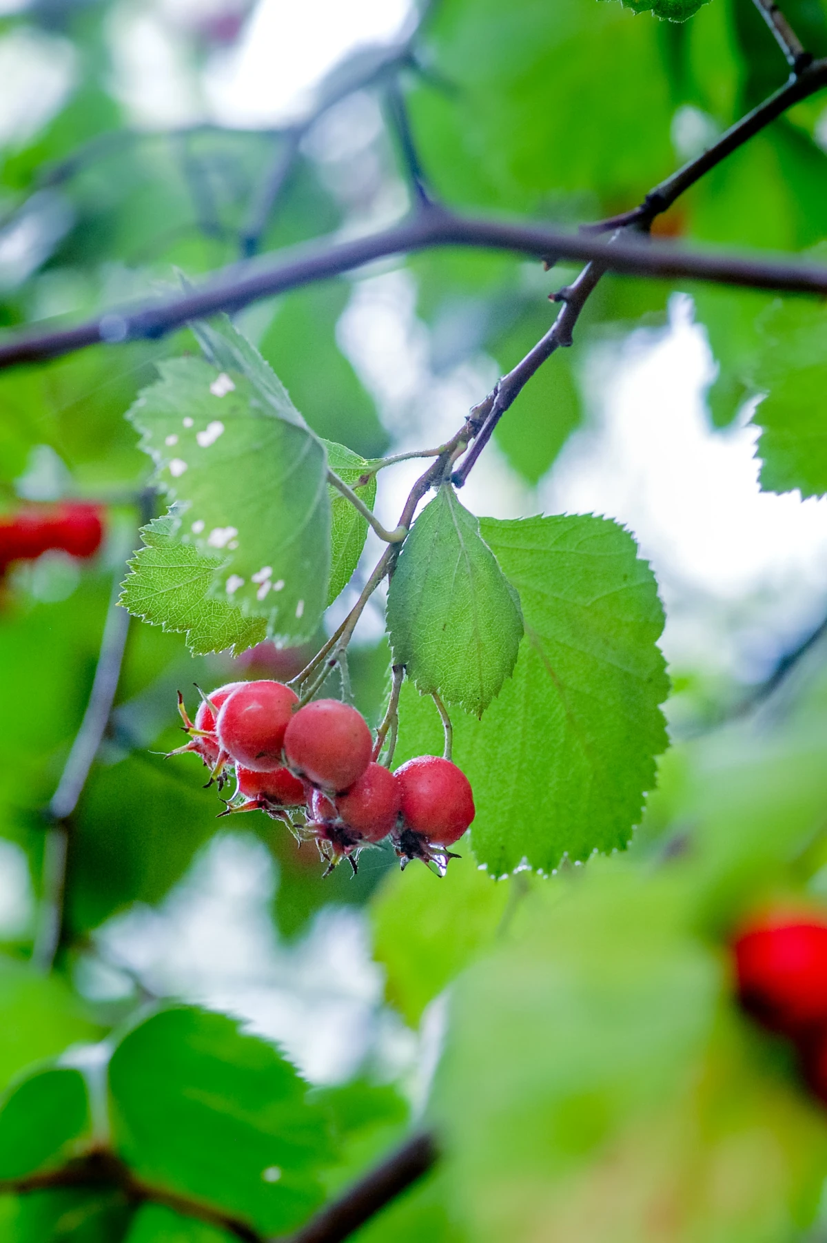 natural diuretics berries