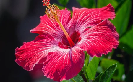 natural diuretics big pink hibiscus flower