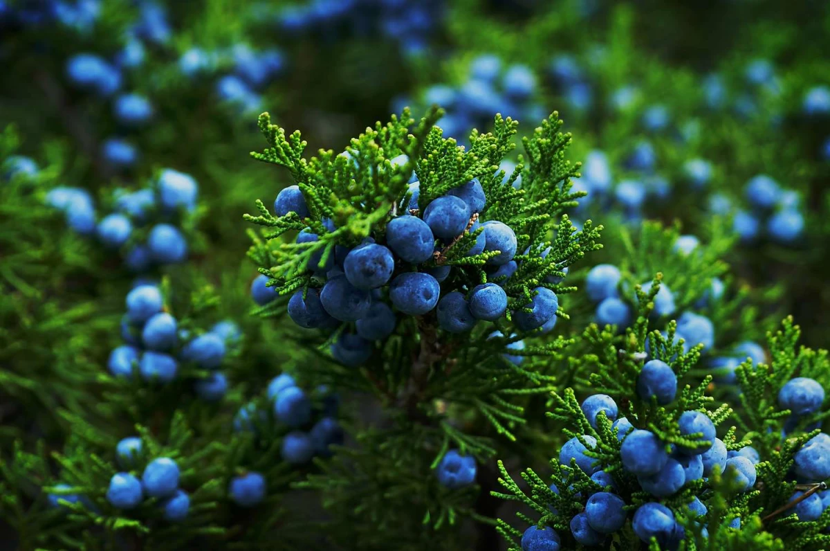 natural diuretics blue berries