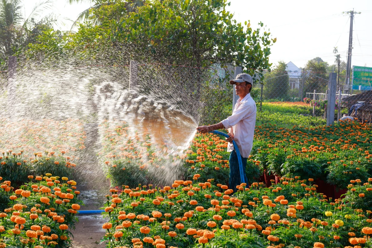 person watering garden
