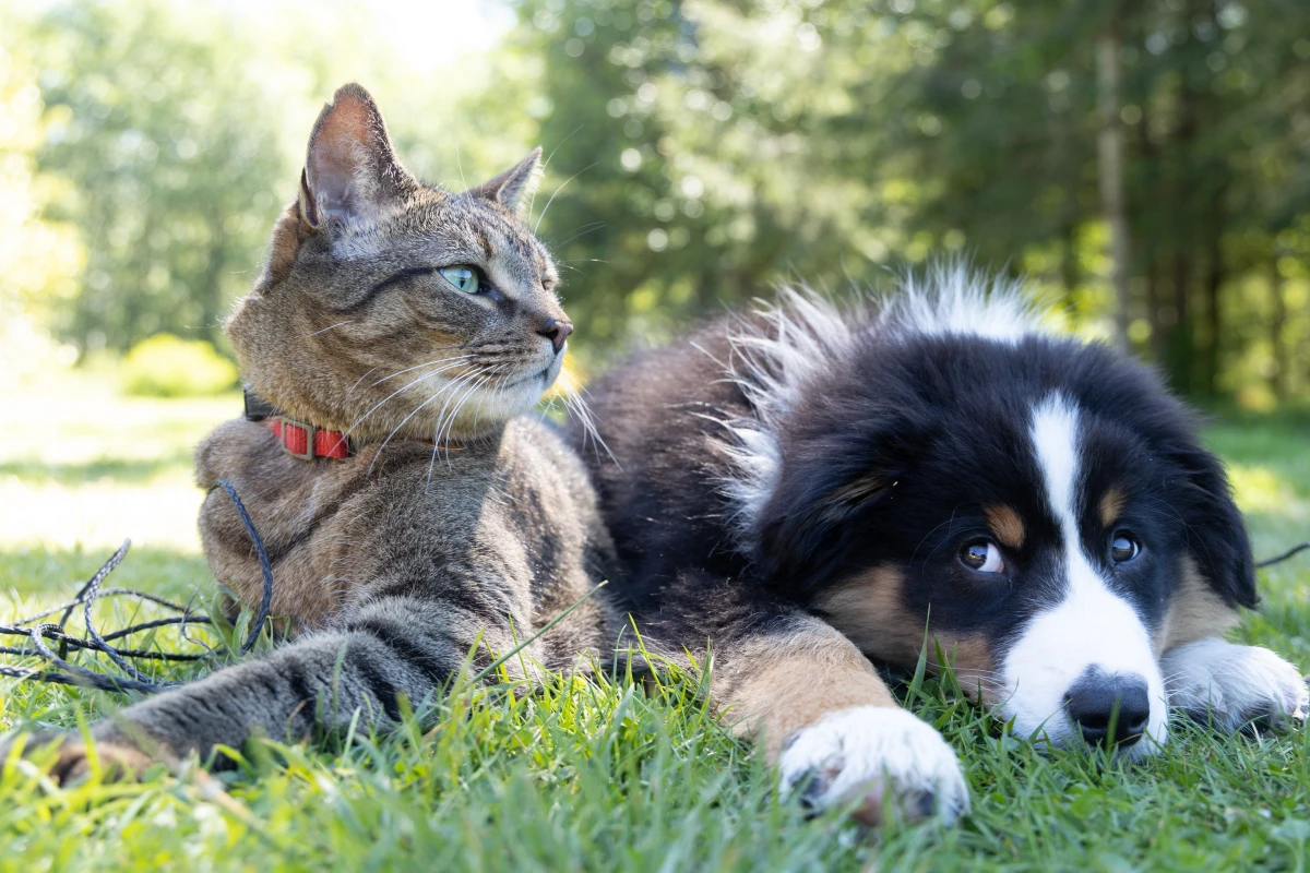 pet safety in summer cat and dog outside