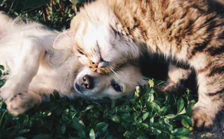 pet safety in summer cat and dog snuggling