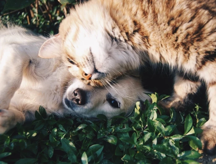 pet safety in summer cat and dog snuggling
