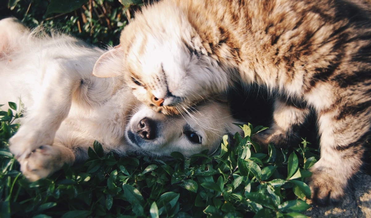 pet safety in summer cat and dog snuggling