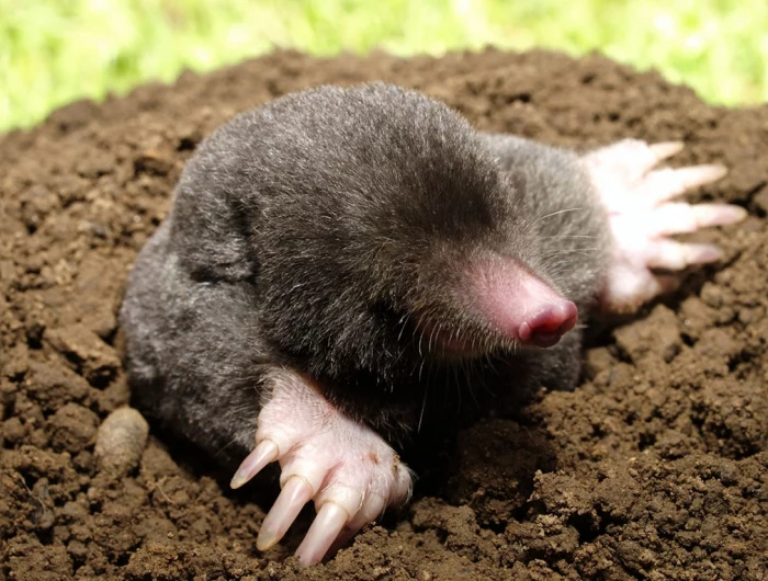 plants that repel moles mole digging from the ground