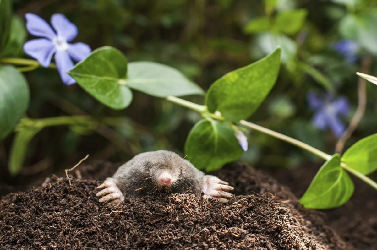 plants that repel moles mole poking through mole hole