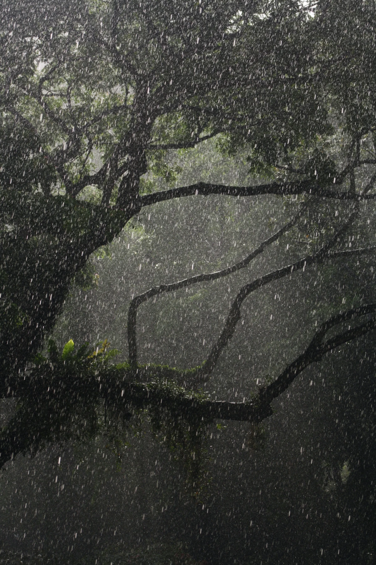 rainwater harvesting raining in tree