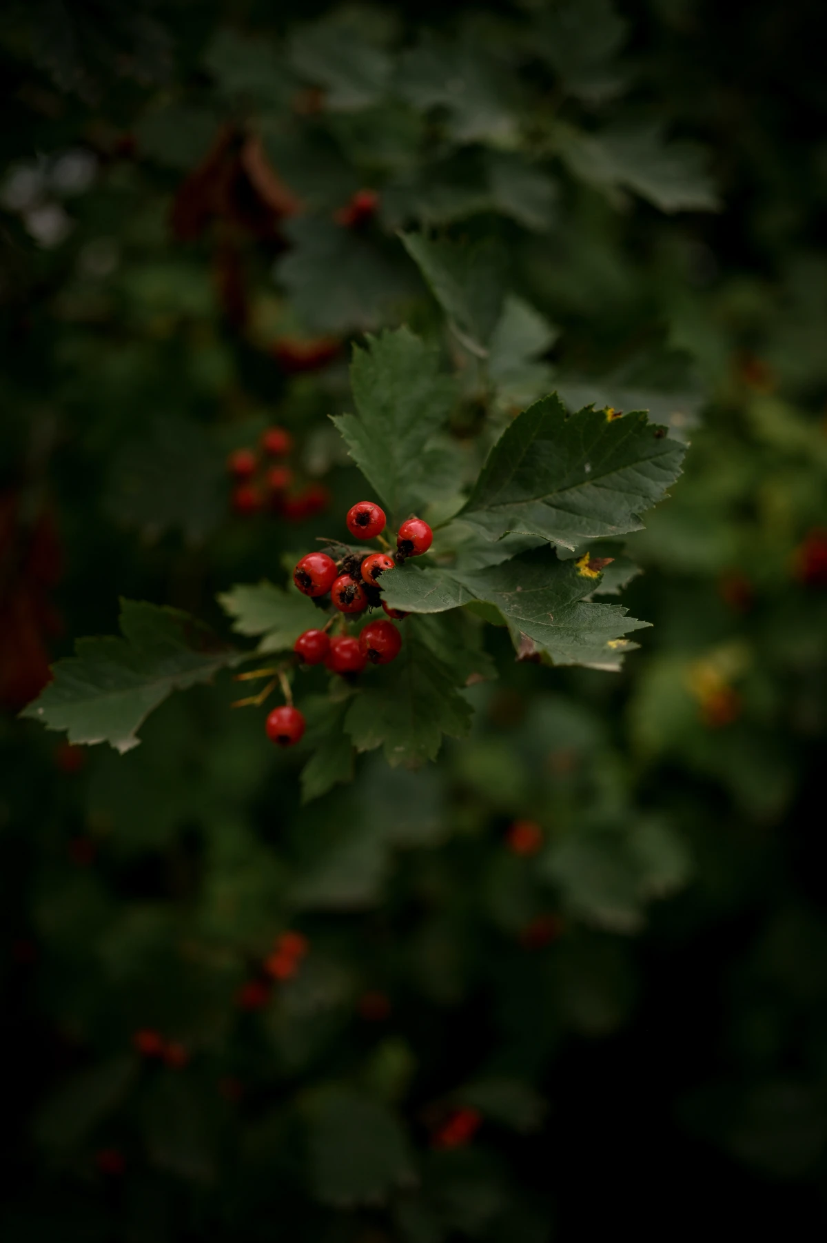 red hawthorn berries