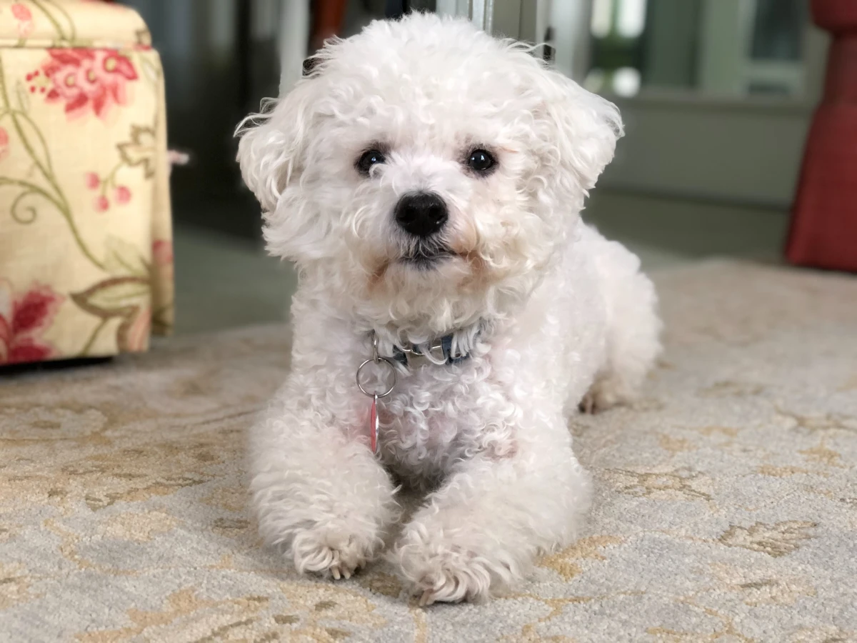 small bichon frise at home
