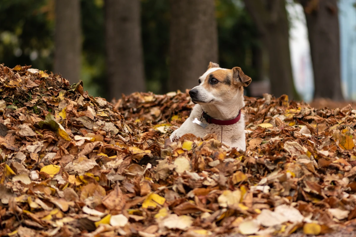 things that attract bugs dog in pile of leaves