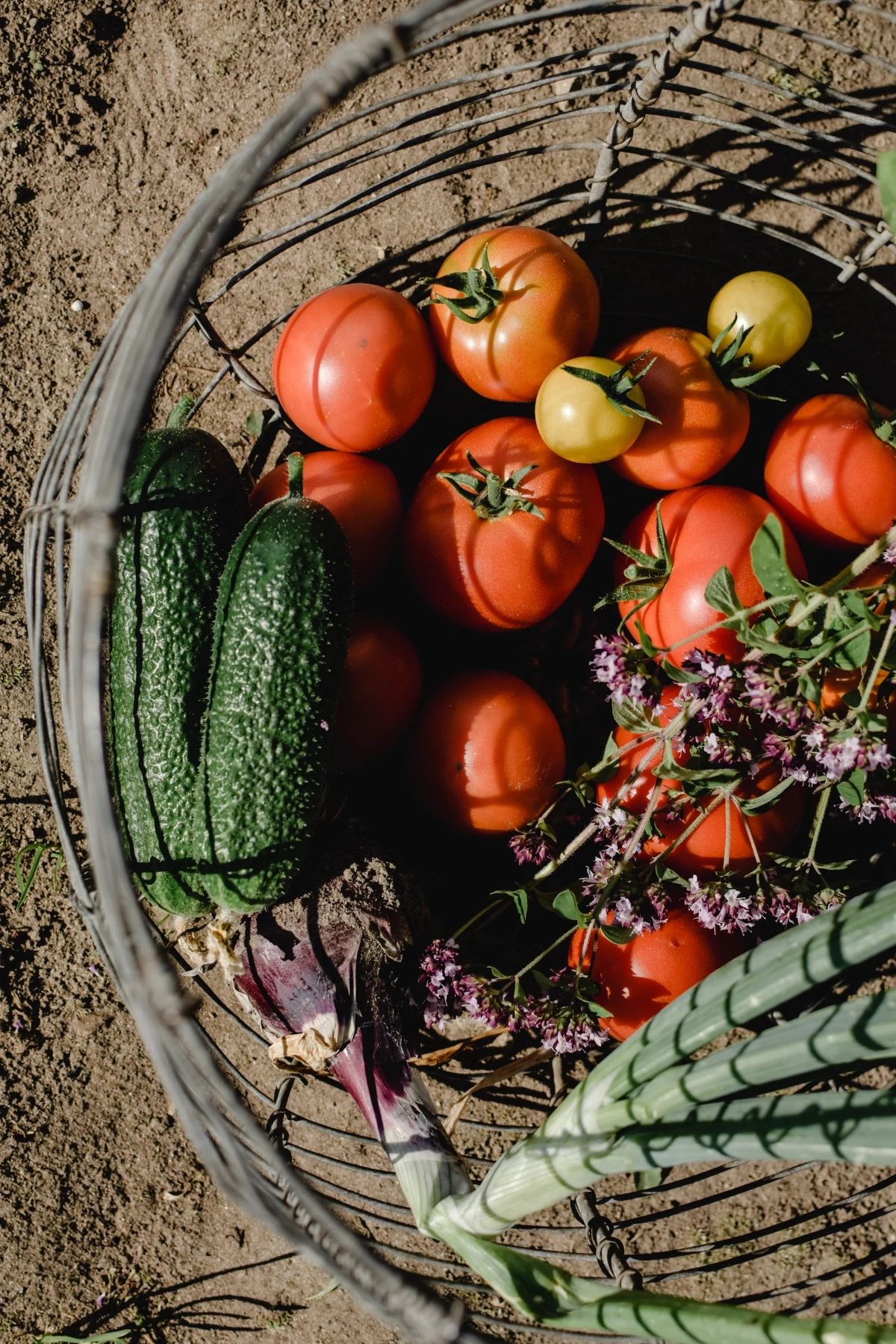 what can you plant in your garden in july