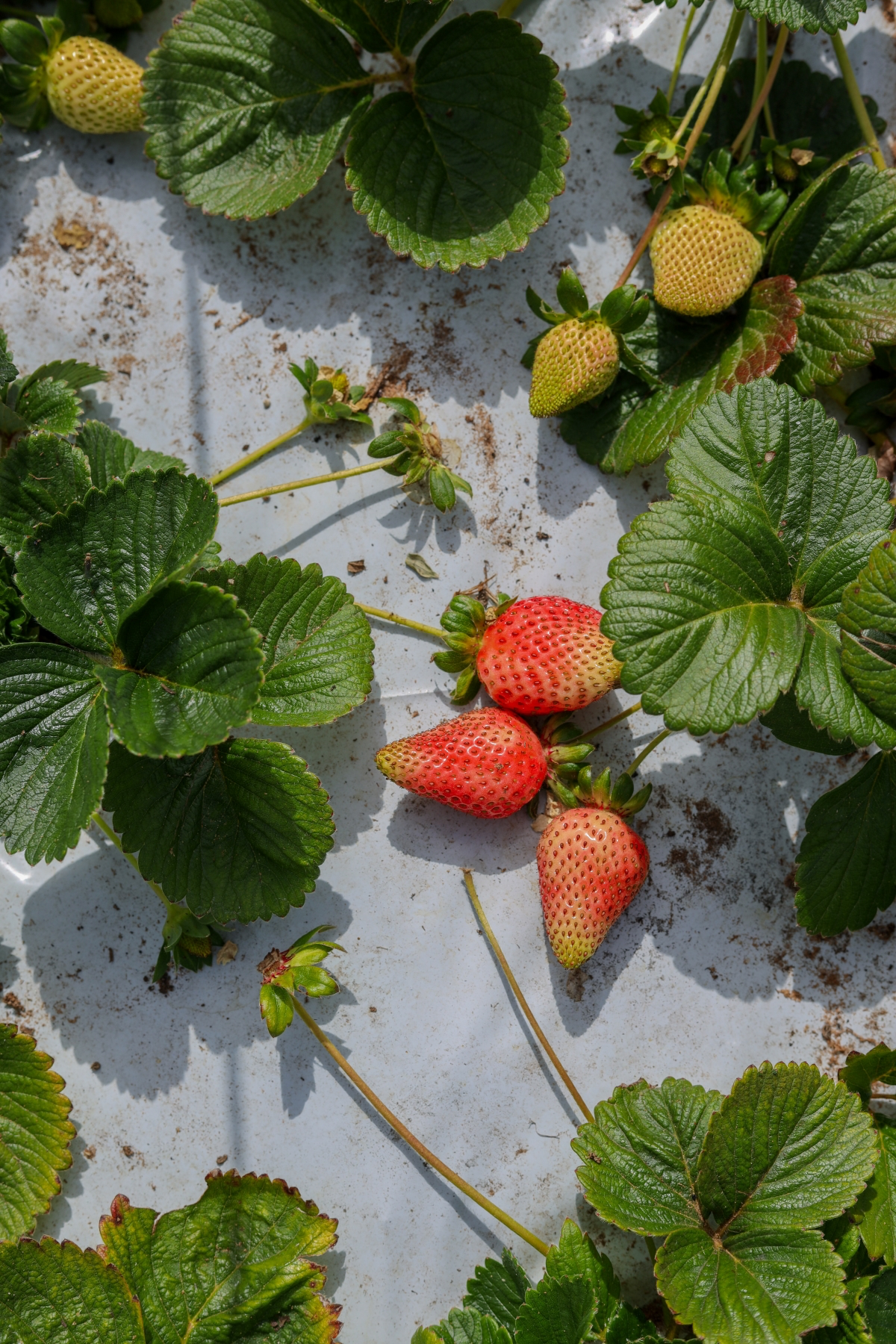 what fruits and vegetables can you plant in july