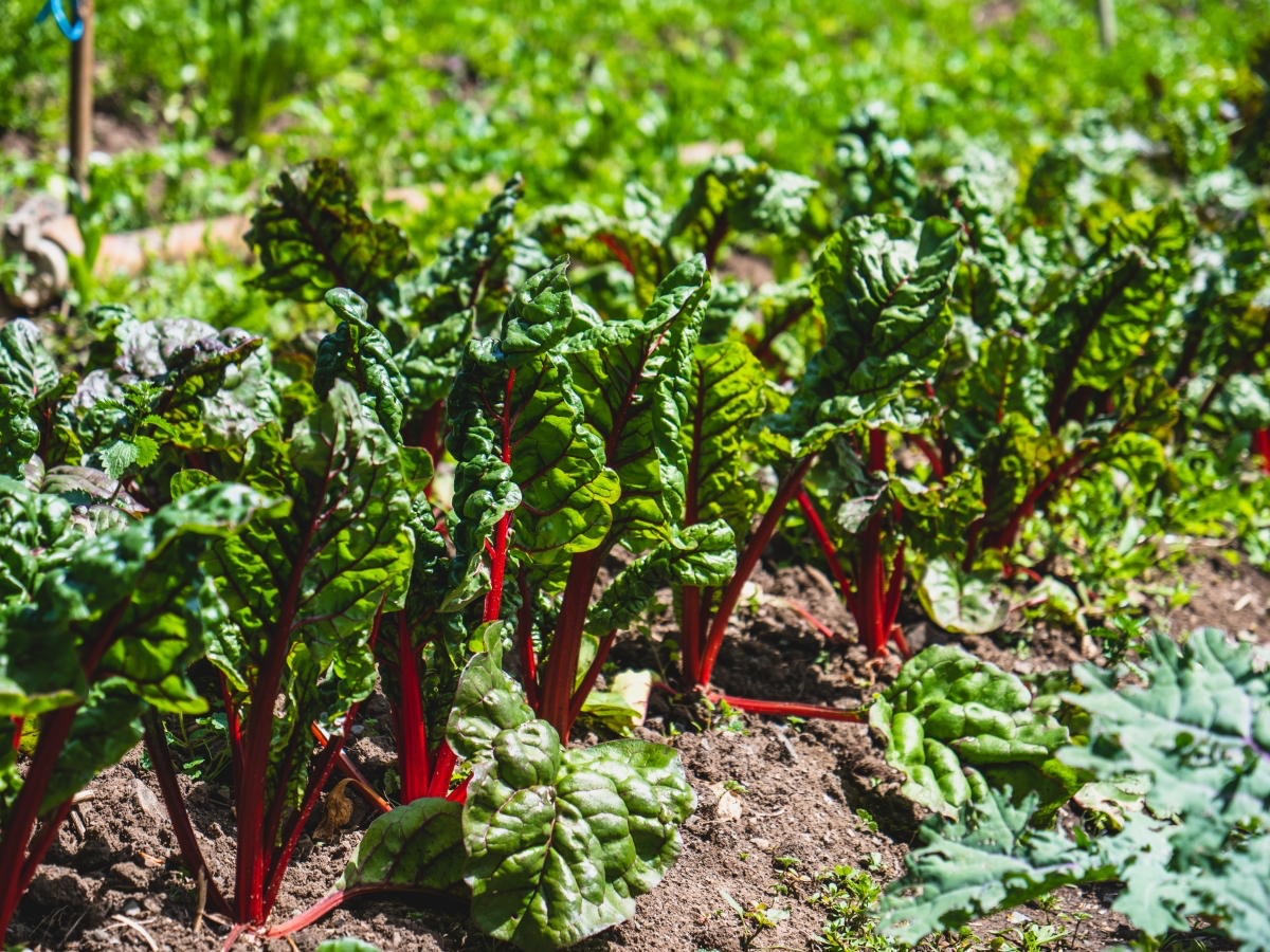 what vegetables can you grow in july and august