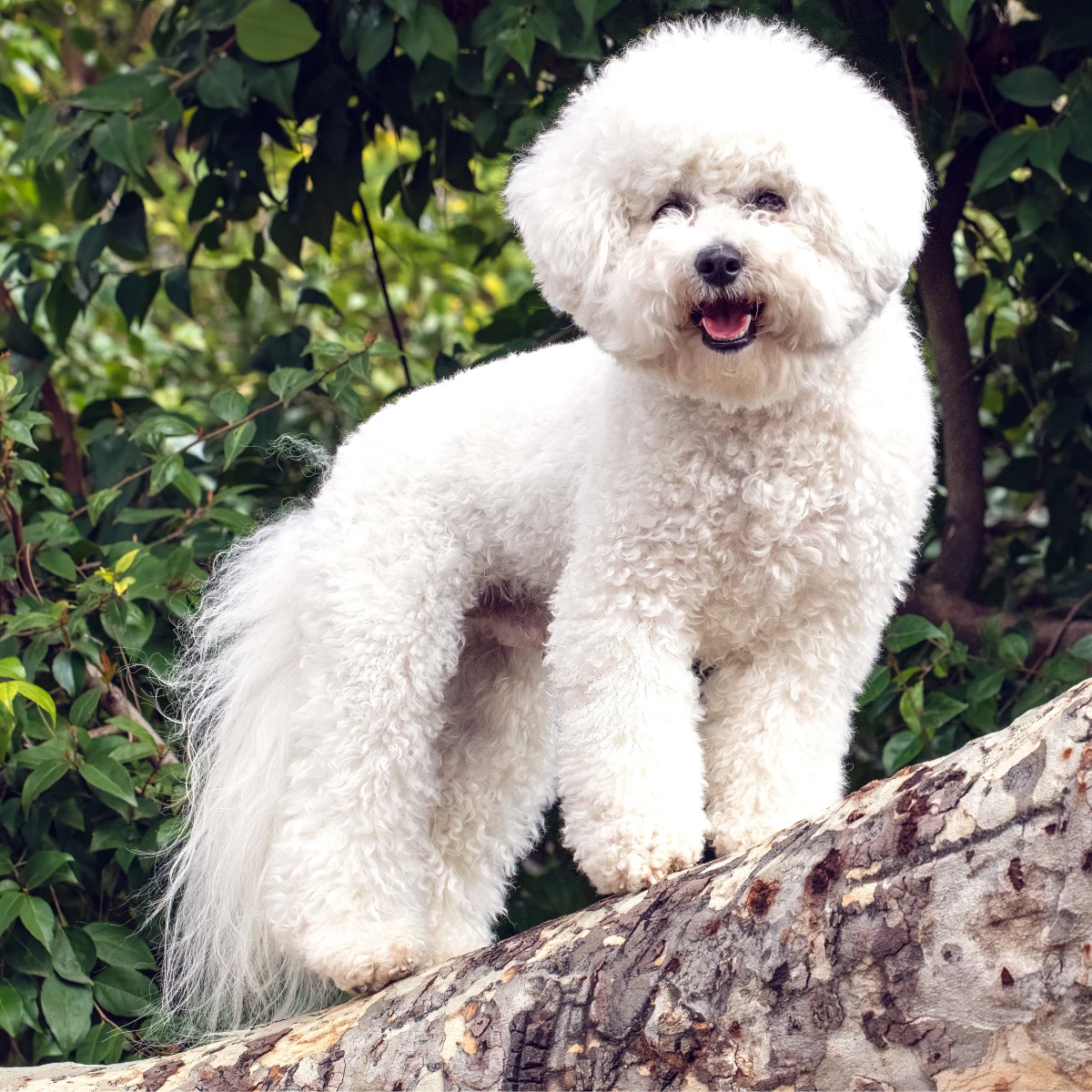 white bichon frise