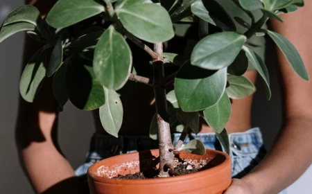 woman holding a plant