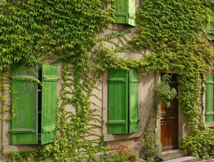 best evergreen climbers house covered in english ivy.jpg
