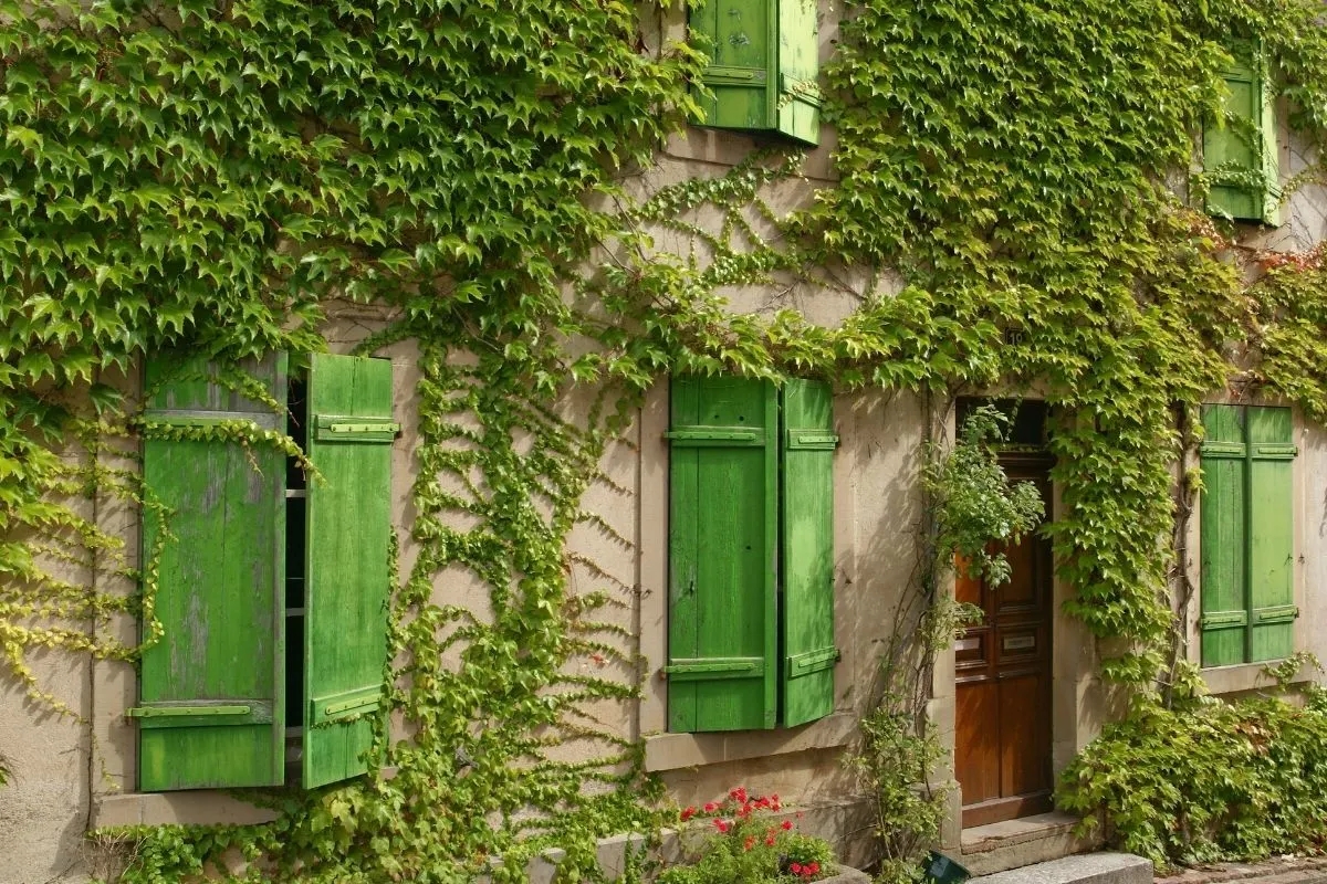 best evergreen climbers house covered in english ivy.jpg