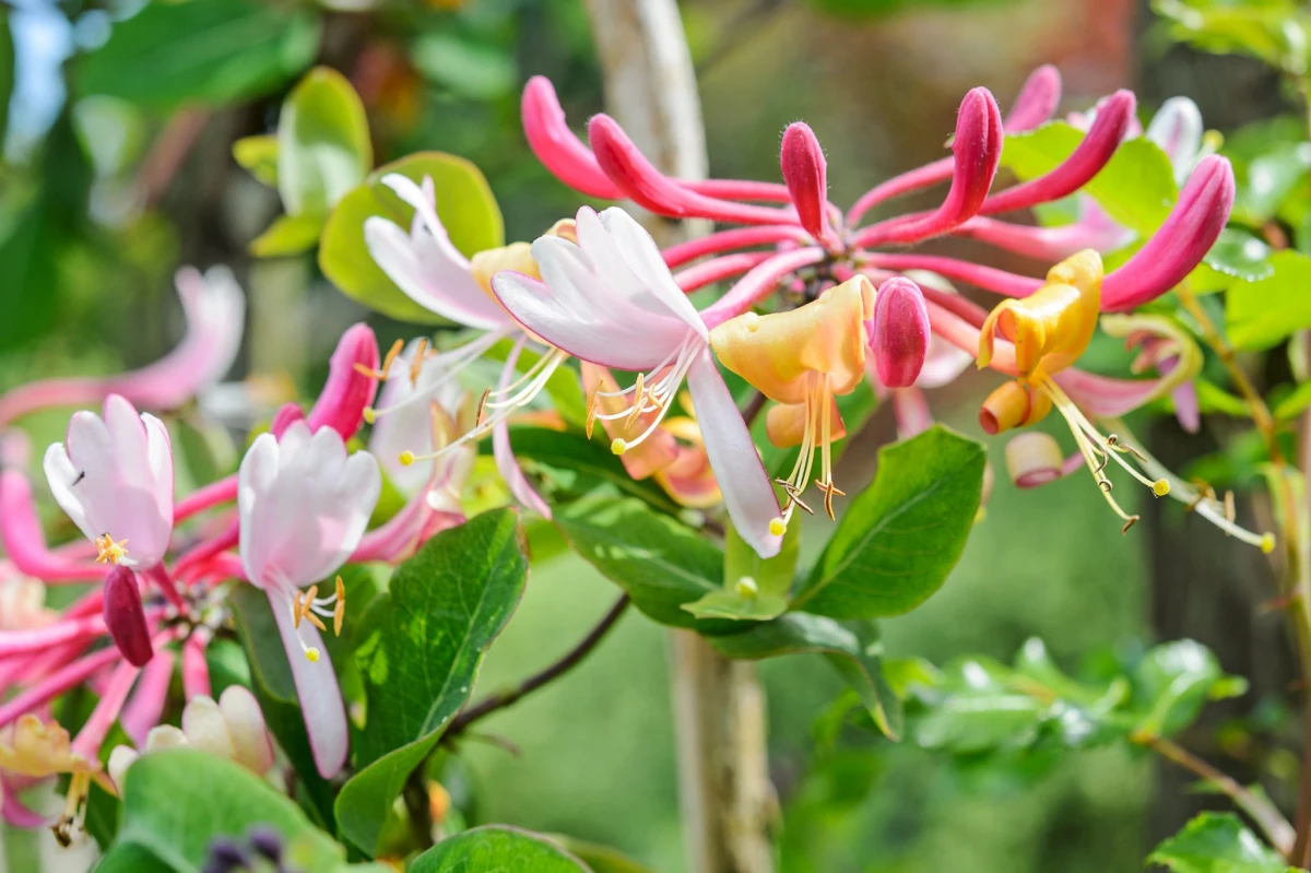 best evergreen climbers pink honeysuckle flowers
