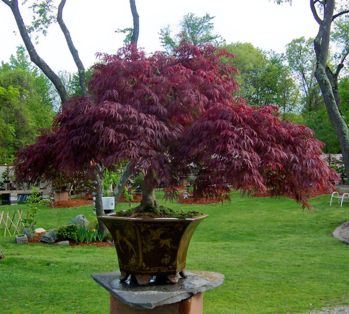 best trees to grow in pots japanese maple tree