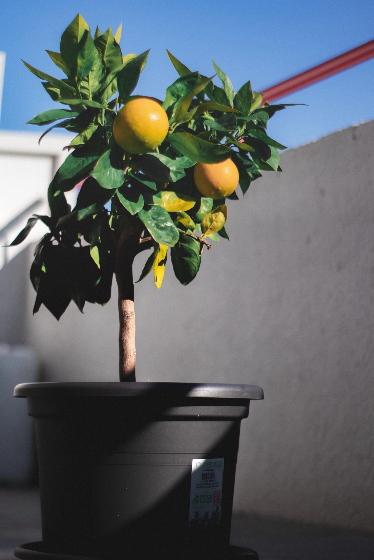 best trees to grow in pots lemon tree on balcony