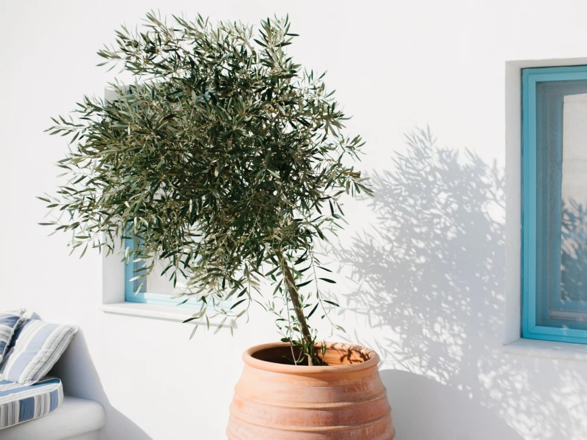 best trees to grow in pots olive tree in pot
