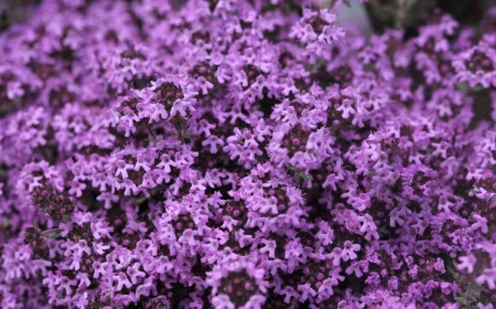 bright purple creeping thyme