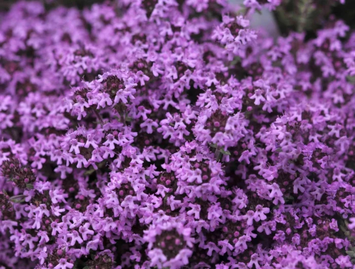 bright purple creeping thyme