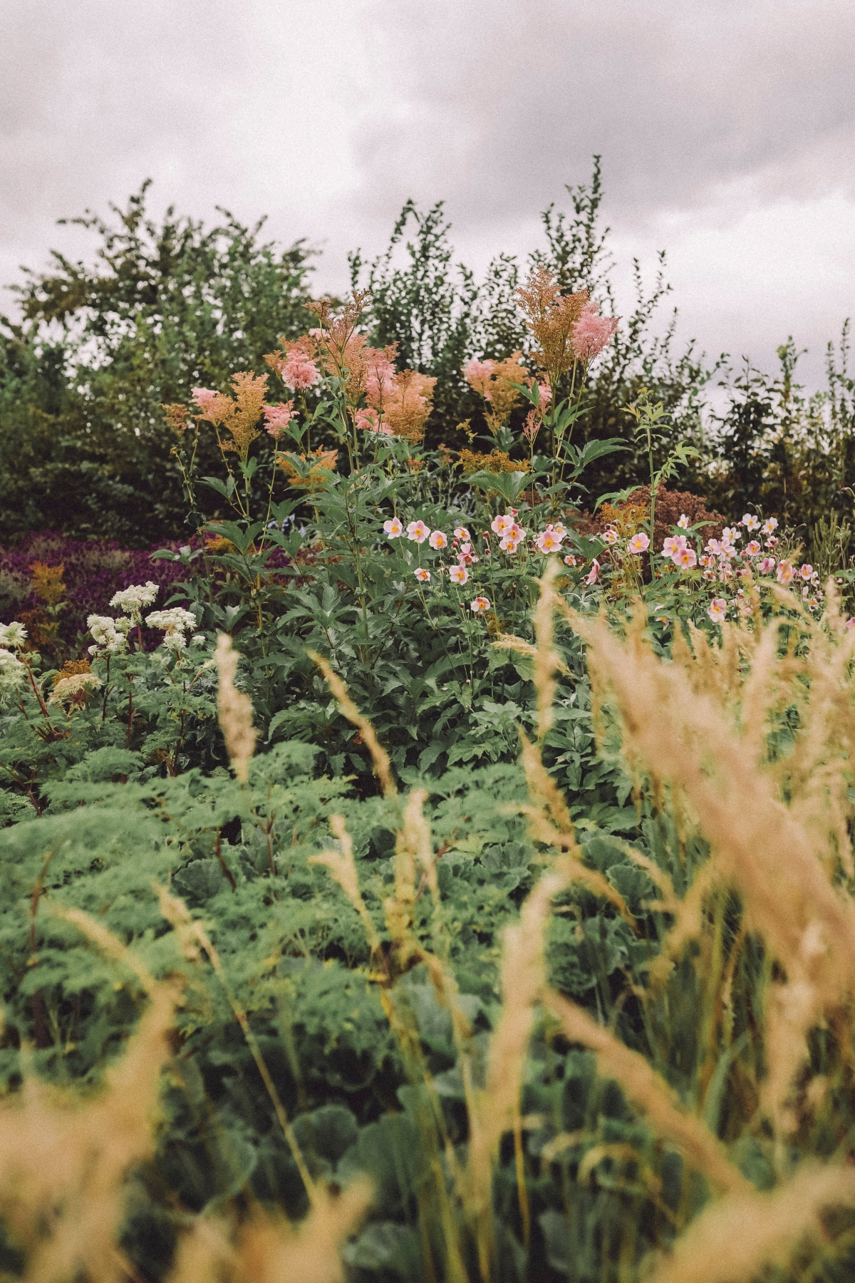 building a wildflower garden