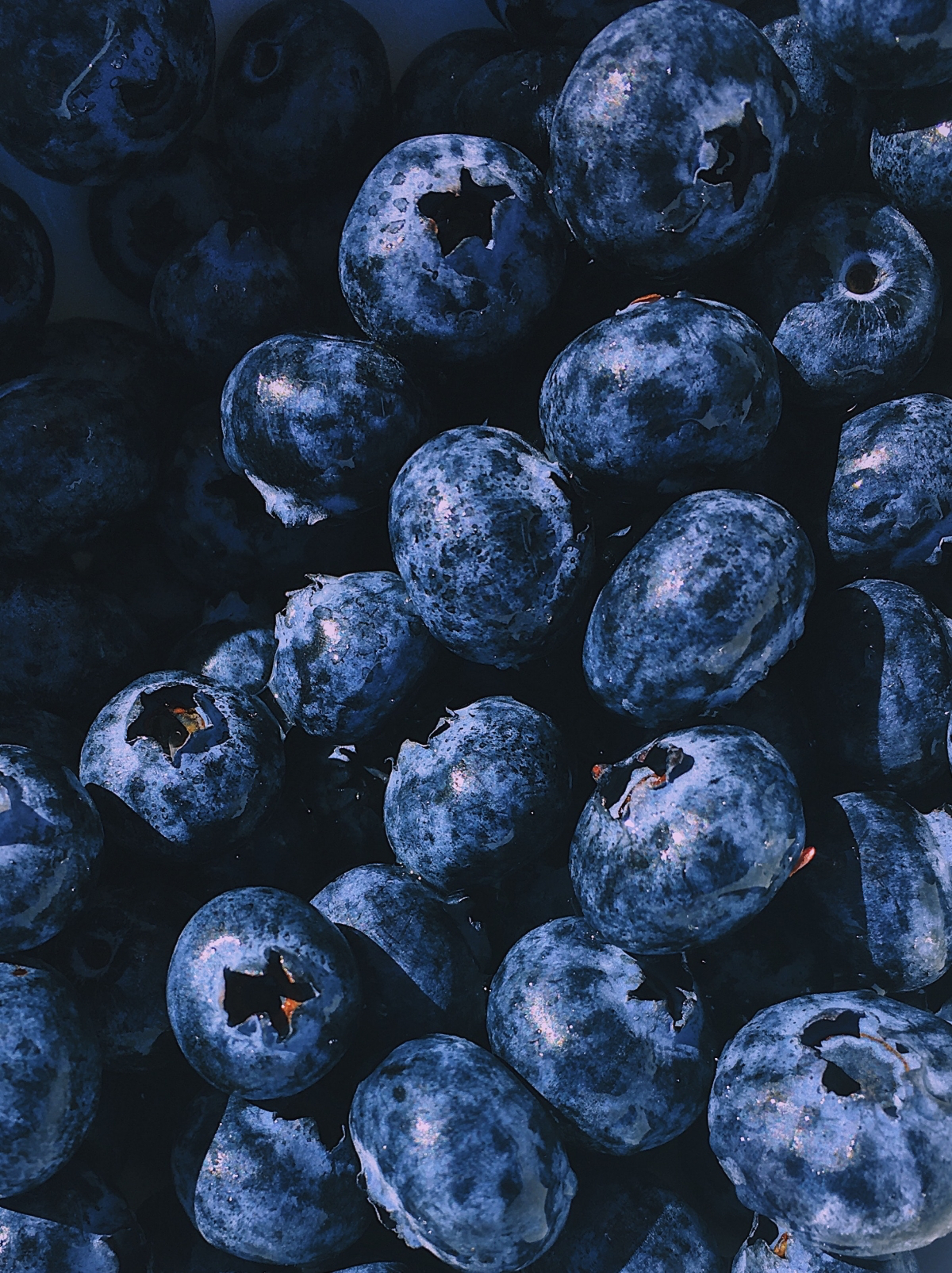 can you feed your cat blueberries