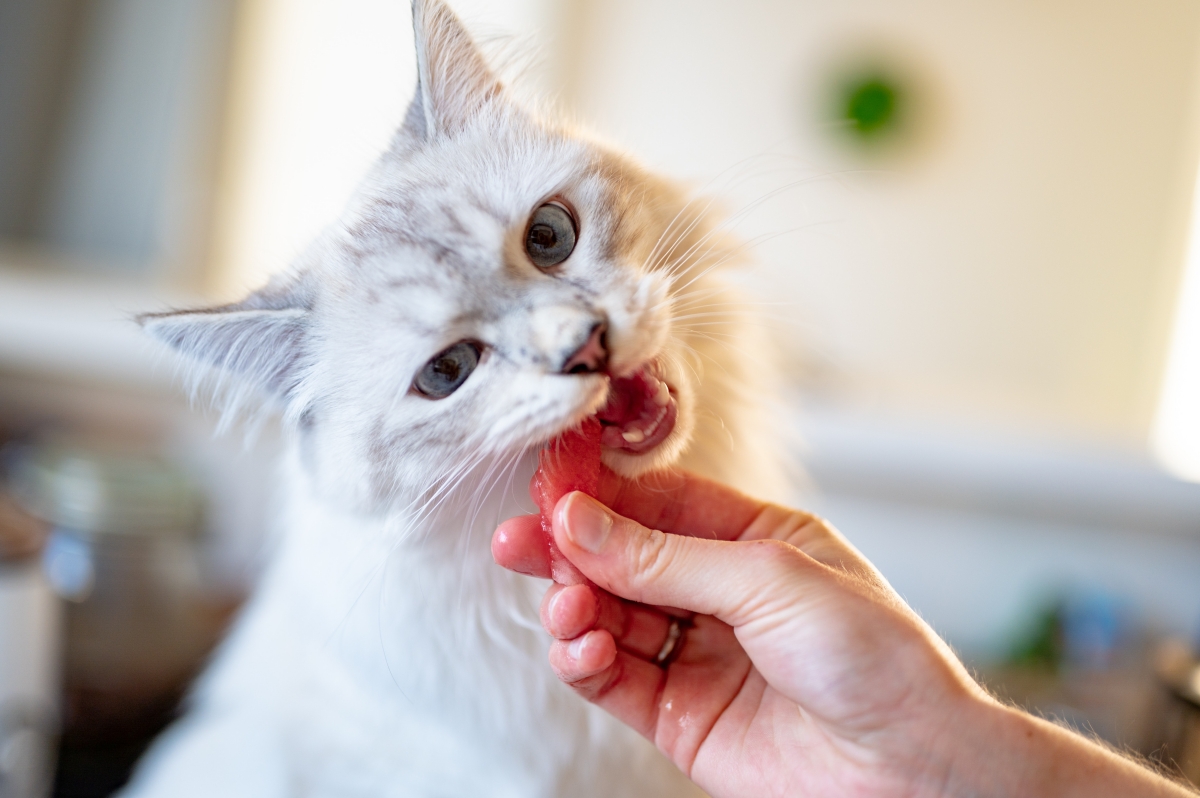 Protect Your Pet! 7 Common Foods That Are Toxic To Cats