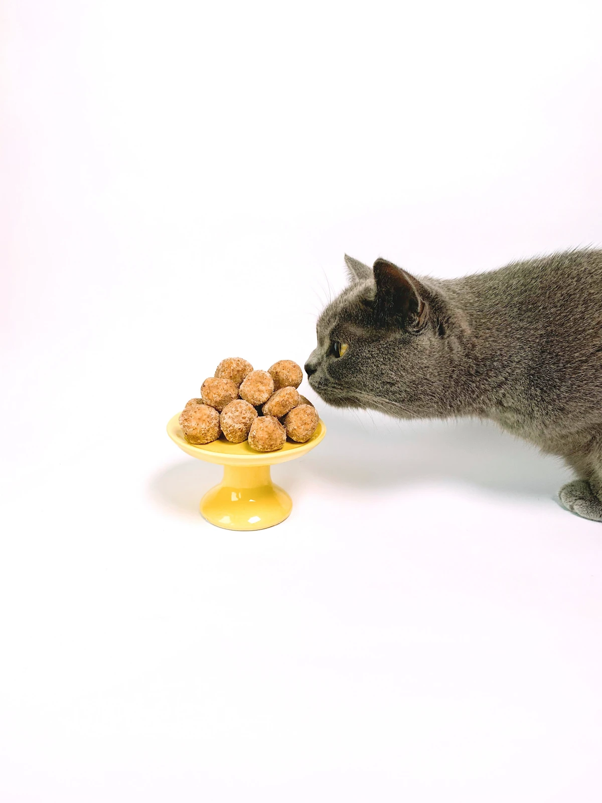 cat sniffing chocolate balls