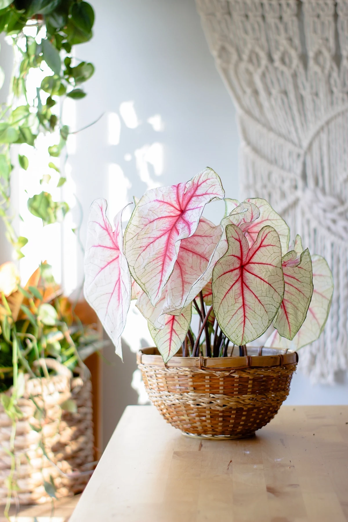 common pink houseplants