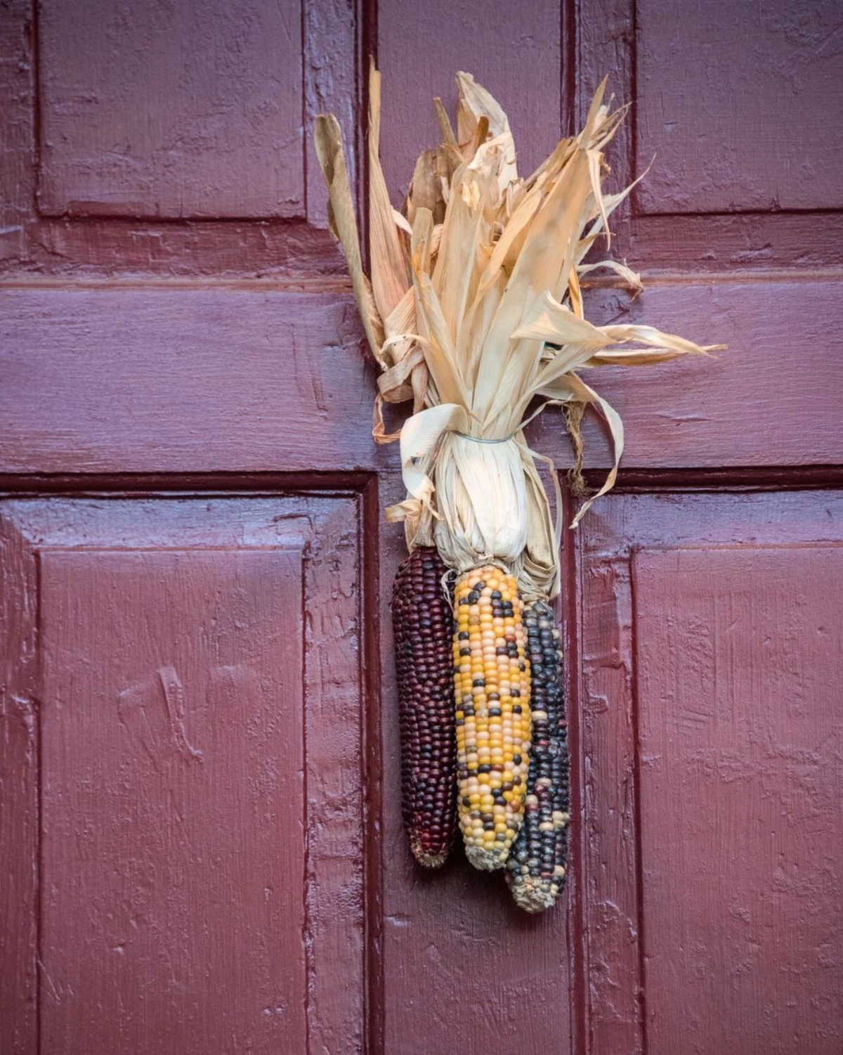 corn on a purple door