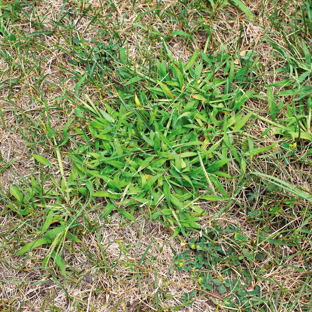 crabgrass on a lawn patch