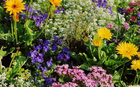 different types of flowers in garden