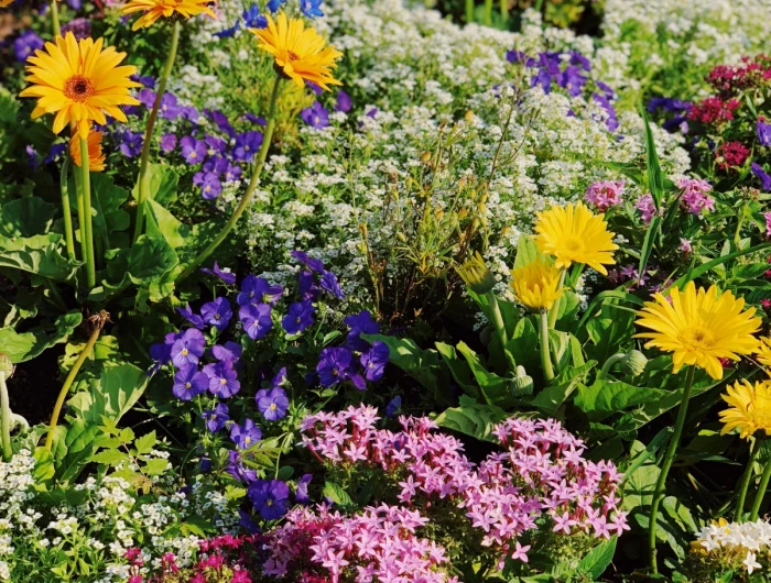 different types of flowers in garden