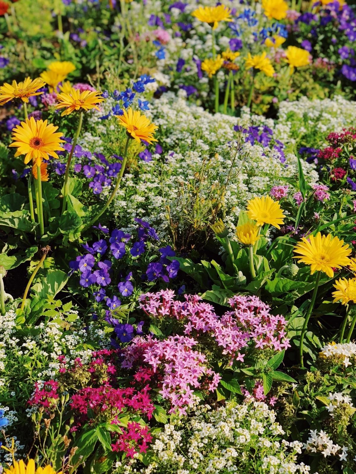 different types of flowers in garden