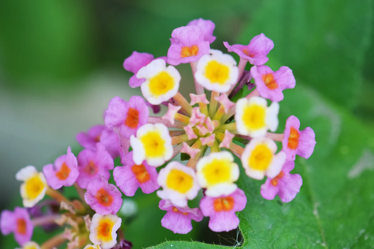 disease resistant plants lantana flower